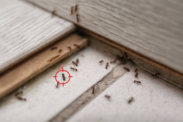 Best Flea Control Services  in Big Pine Key, FL