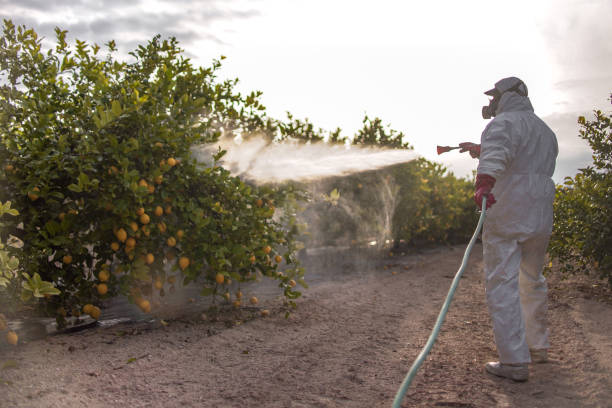 Best Flea Control Services  in Big Pine Key, FL