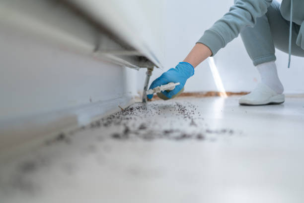 Professional Pest Control in Big Pine Key, FL
